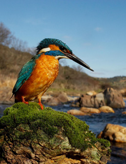 Pájaro posado sobre un río